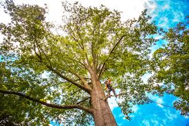 Lemont Furnace, PA Tree Care Services Company